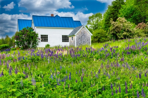 Maine Lupine