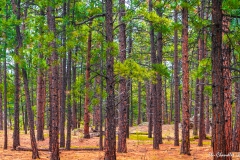 2017-05 CO Rocky Mountains ©SCP-DSC01163