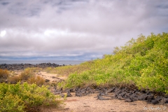 Tortuga Bay (2017) DSC03042
