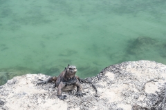 Tortuga Bay (2017) DSC03060