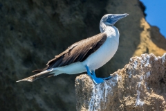 Isla Bartolomé (2017) DSC03703
