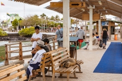 Puerto Ayora (2017) DSC04495