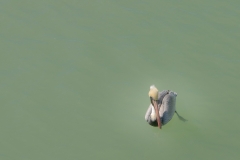 2017-02 FL Naples ©SCP L1040609