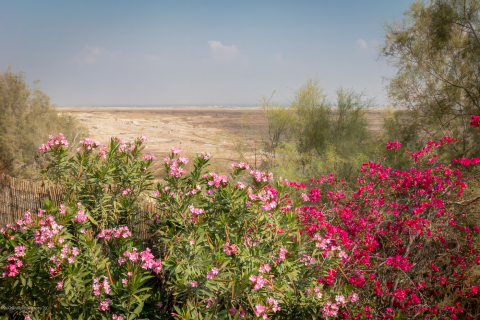 Dead Sea Shore
