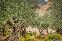 Gethsemane ©SCP-SA708659A2