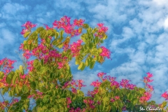 Naples, Florida (2018)