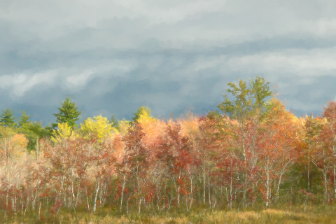 Forest