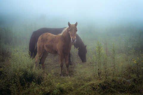 Feral Horses of Mt Rogers, Virginia