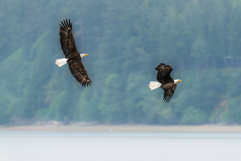 Flying Free (2025-WA-7636)