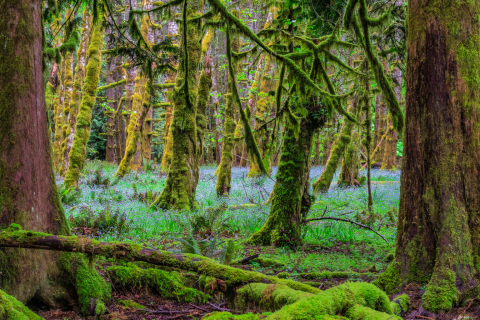Fairyland Forest 92025-WA-8253)