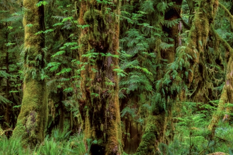 Rain Forest (2025-WA-8299)
