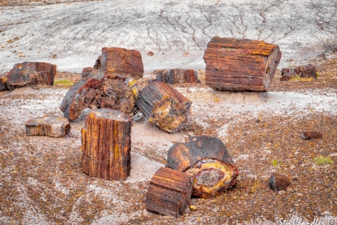 Petrified Forest (2018)