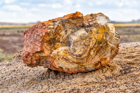 Petrified Forest (2018)