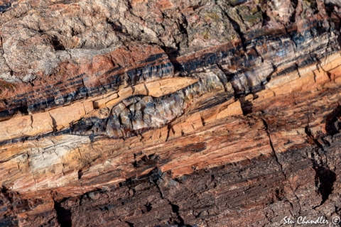 Petrified Forest (2018)