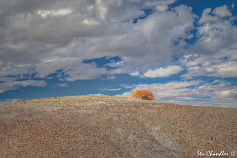 Petrified Forest (2018)