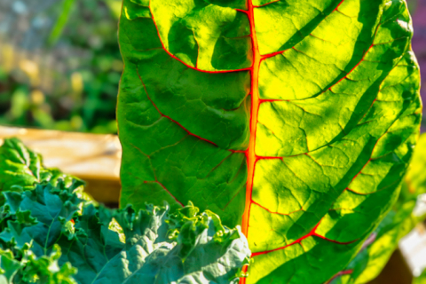 Swiss Chard