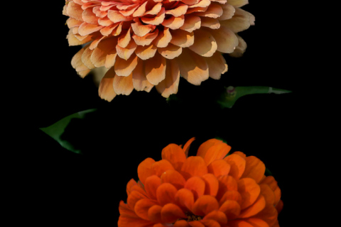 A7F0591-E